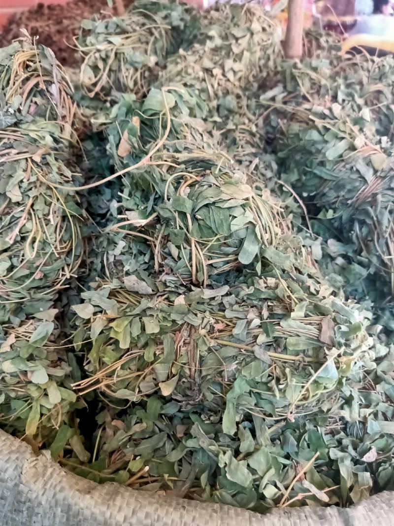 广西野生鸡骨草藤益肝叶鸡骨草茶西相思叶500g中药广东煲