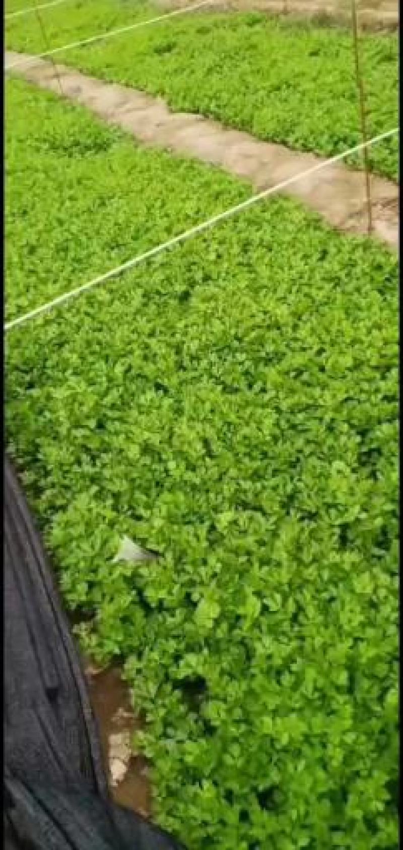 滑县芹菜苗，法国皇后，诚信经营，质量有保证包后期指技术，