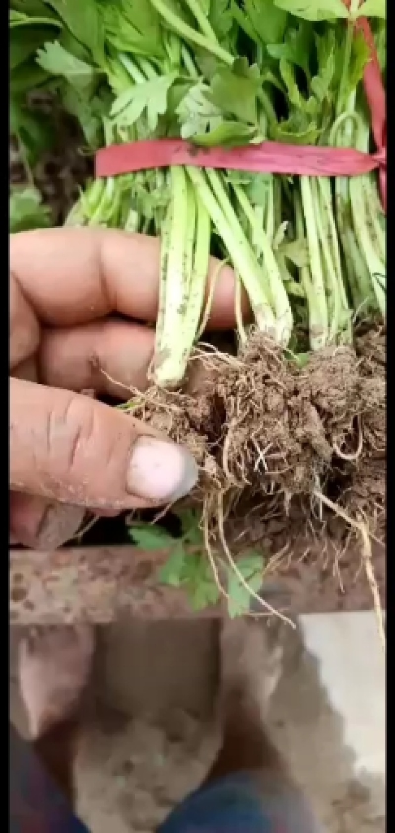 滑县芹菜苗，法国皇后，诚信经营，质量有保证包后期指技术，
