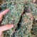 广西野生鸡骨草藤益肝叶鸡骨草茶西相思叶500g中药广东煲