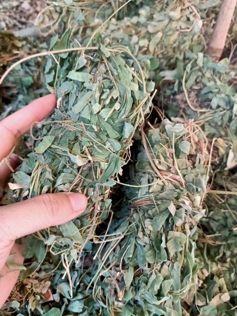 广西野生鸡骨草藤益肝叶鸡骨草茶西相思叶500g中药广东煲