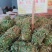 广西野生鸡骨草藤益肝叶鸡骨草茶西相思叶500g中药广东煲