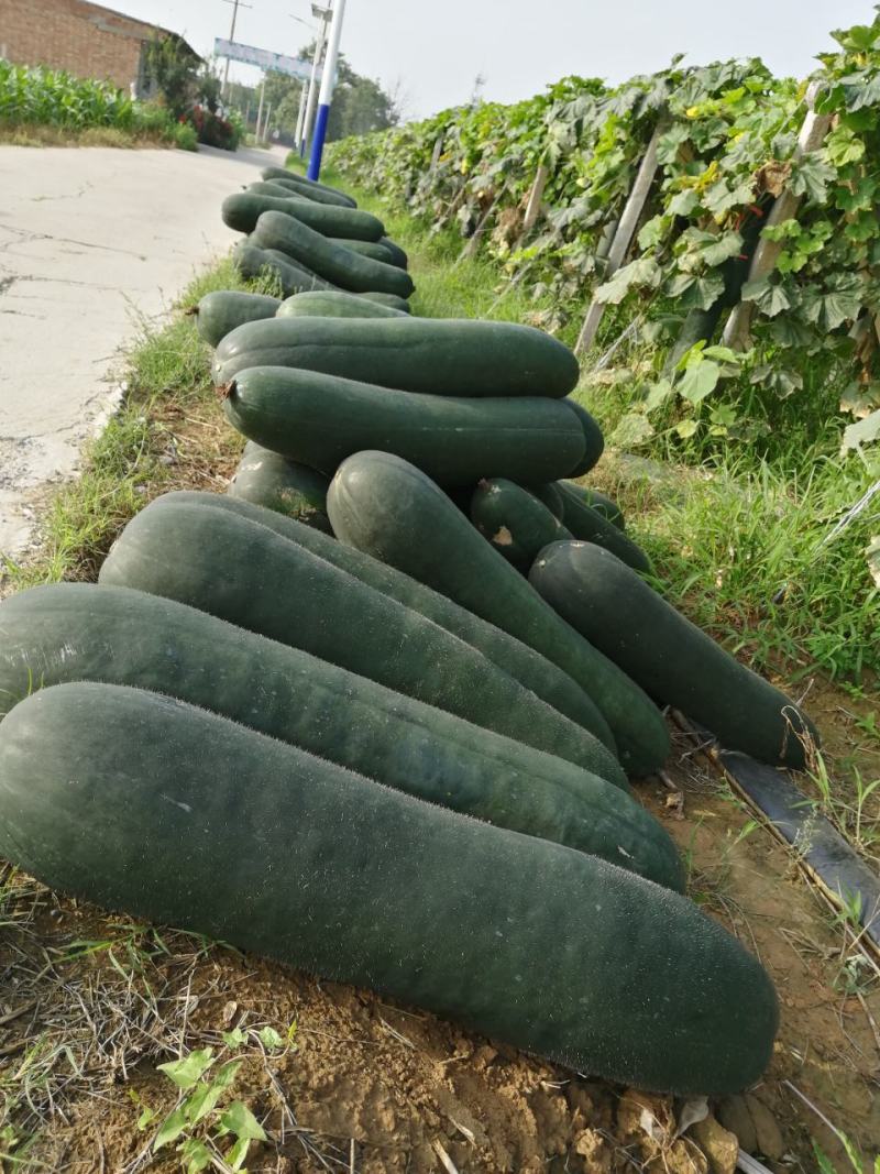 西安附近，黑皮吊冬瓜，自提优惠