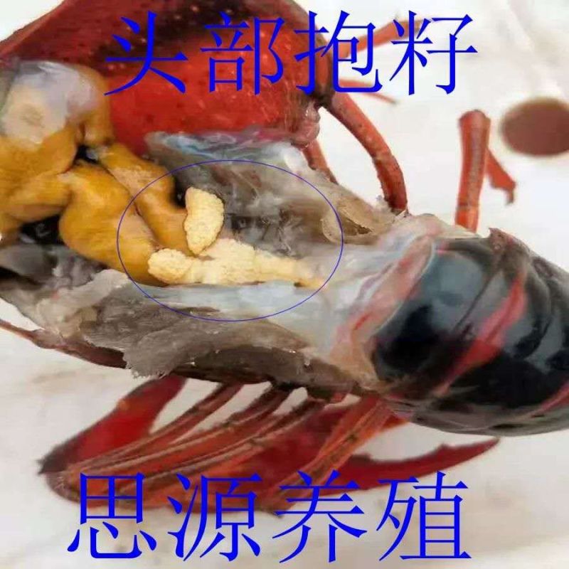 江苏淡水龙虾苗，种虾繁育基地专业养殖15年