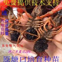 江苏淡水龙虾苗，种虾繁育基地专业养殖15年