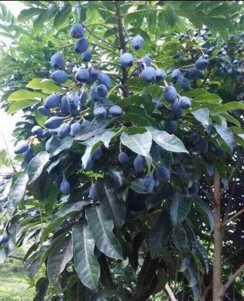 黑橄榄果核新鲜产地直销