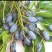 黑橄榄果核新鲜产地直销