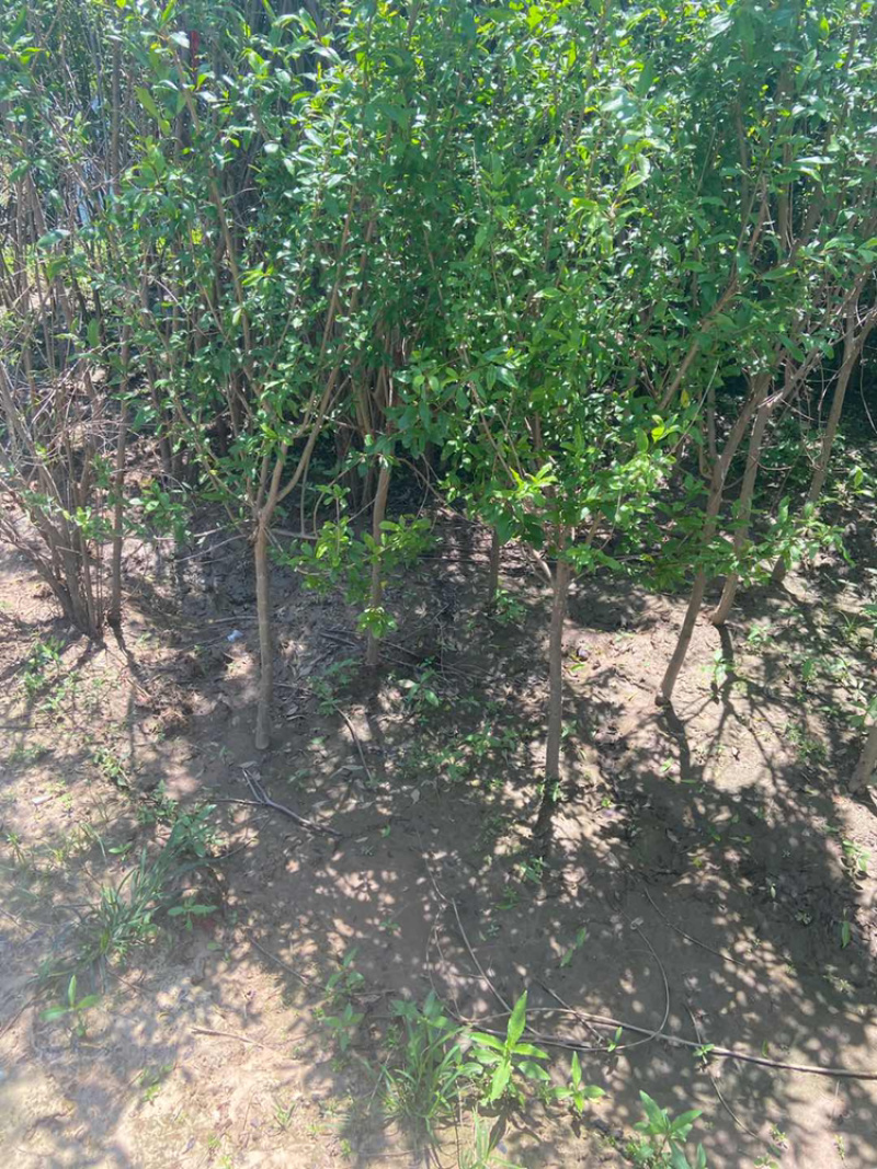 花石榴树苗，厂家基地直发地径2公分至6公分花石榴树