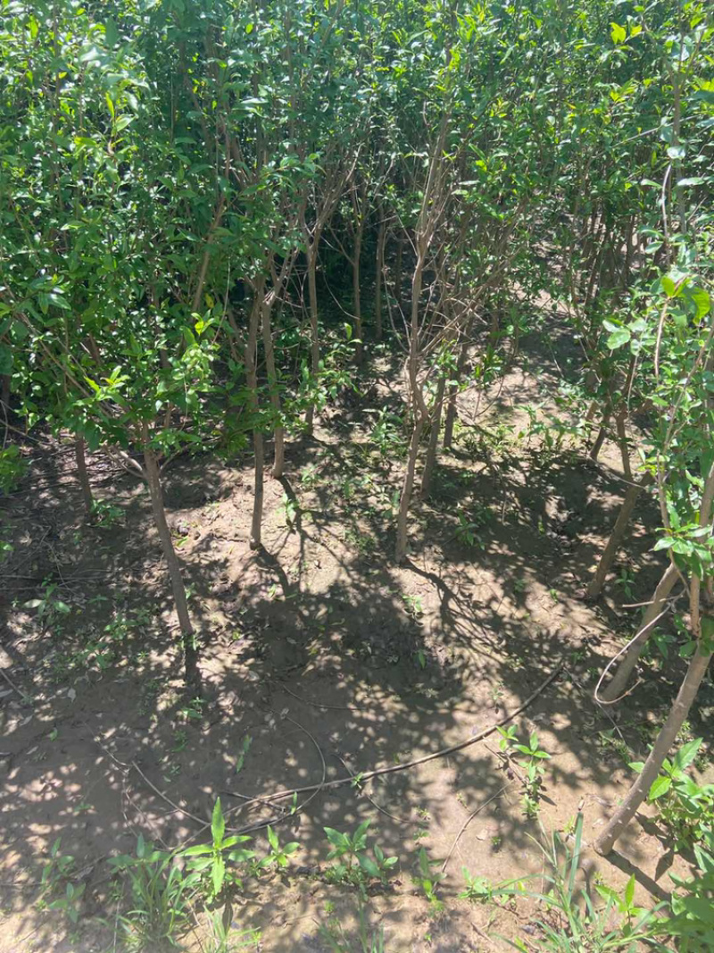 花石榴树苗，厂家基地直发地径2公分至6公分花石榴树