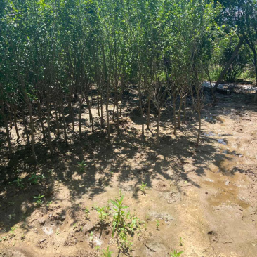 花石榴树苗，厂家基地直发地径2公分至6公分花石榴树