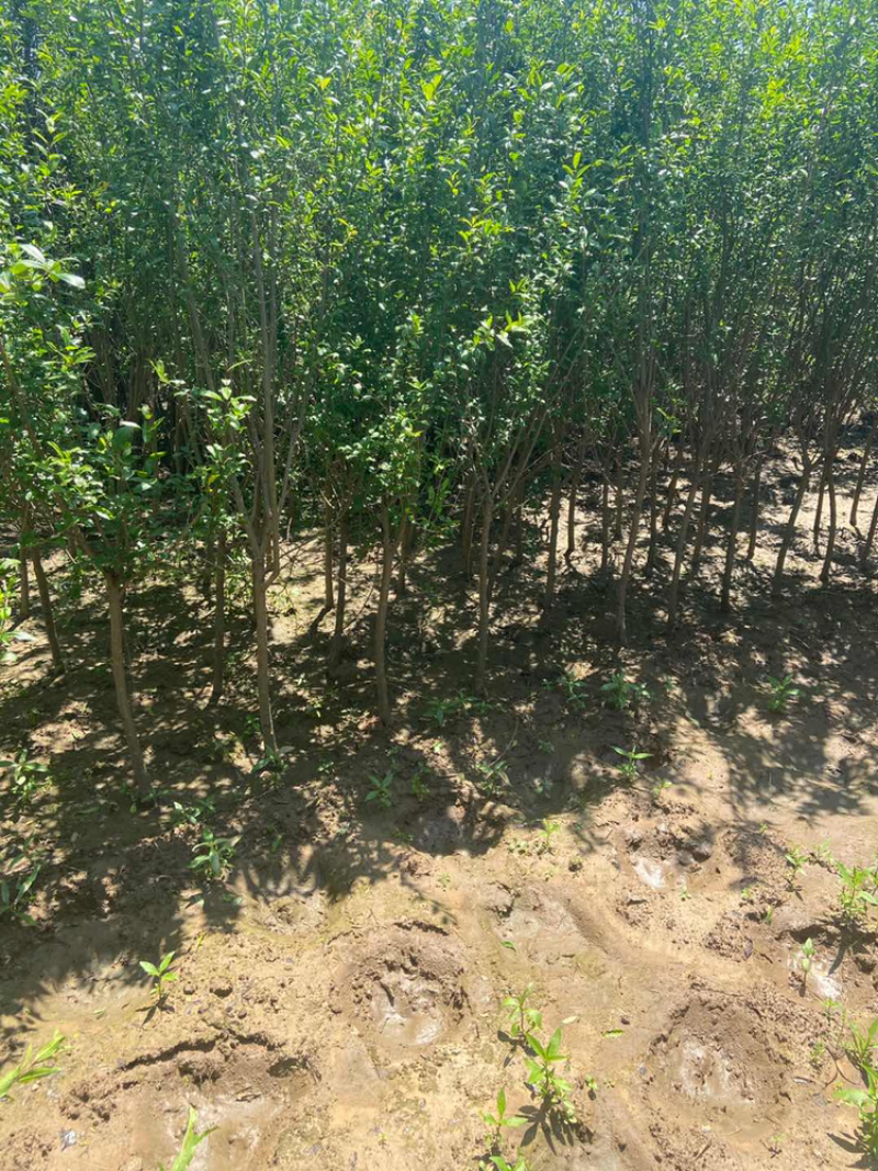 花石榴树苗，厂家基地直发地径2公分至6公分花石榴树