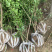 花石榴树苗，厂家基地直发地径2公分至6公分花石榴树