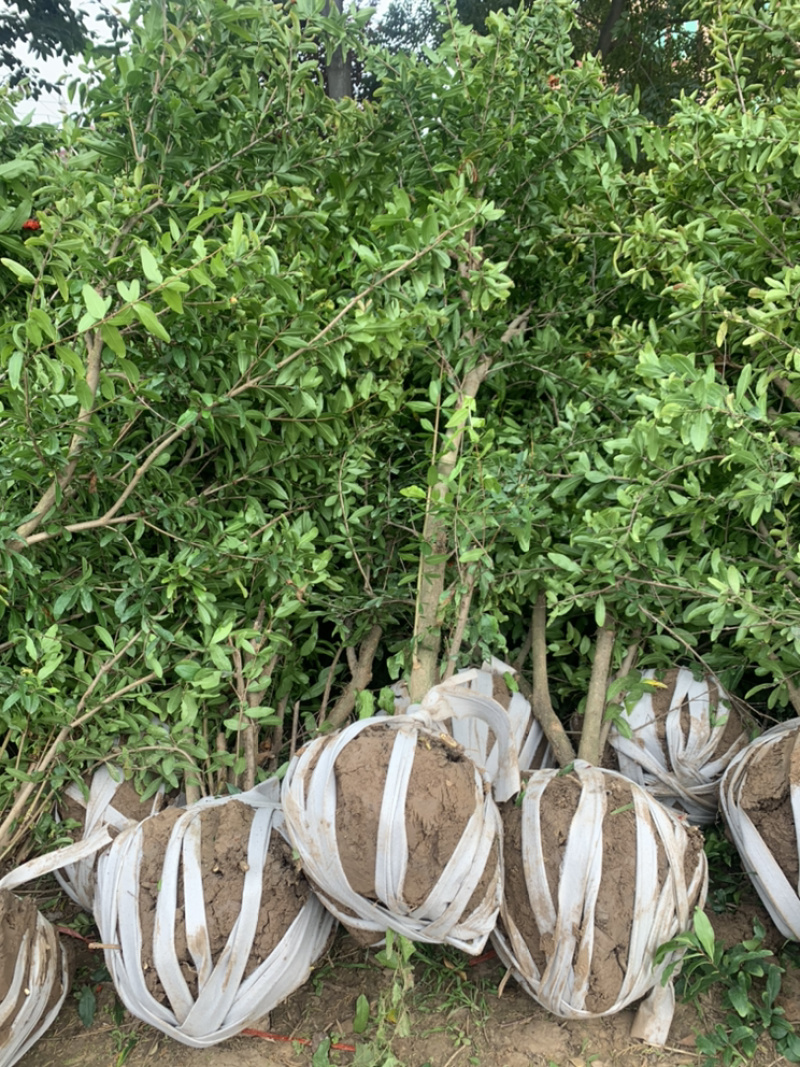 花石榴树苗，厂家基地直发地径2公分至6公分花石榴树