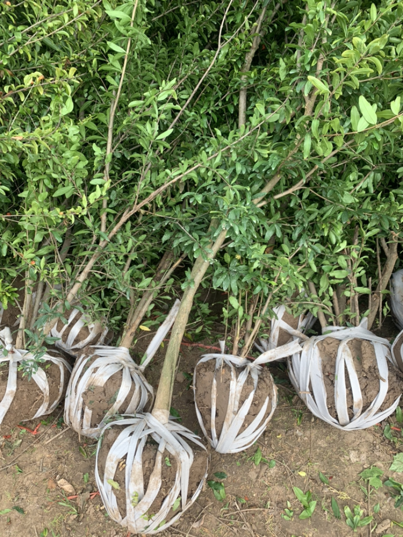 花石榴树苗，厂家基地直发地径2公分至6公分花石榴树
