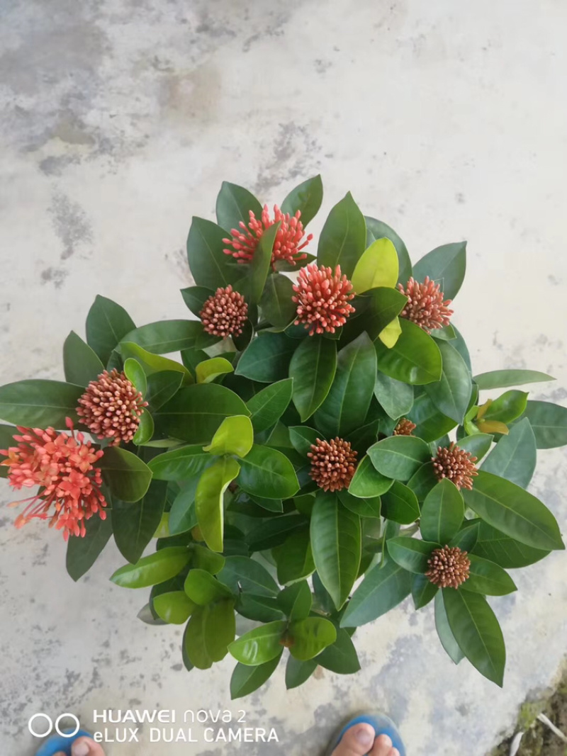 龙船花23-25杯绿化工程苗木花卉种植