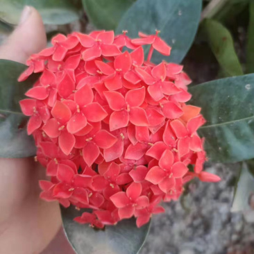 龙船花23-25杯绿化工程苗木花卉种植