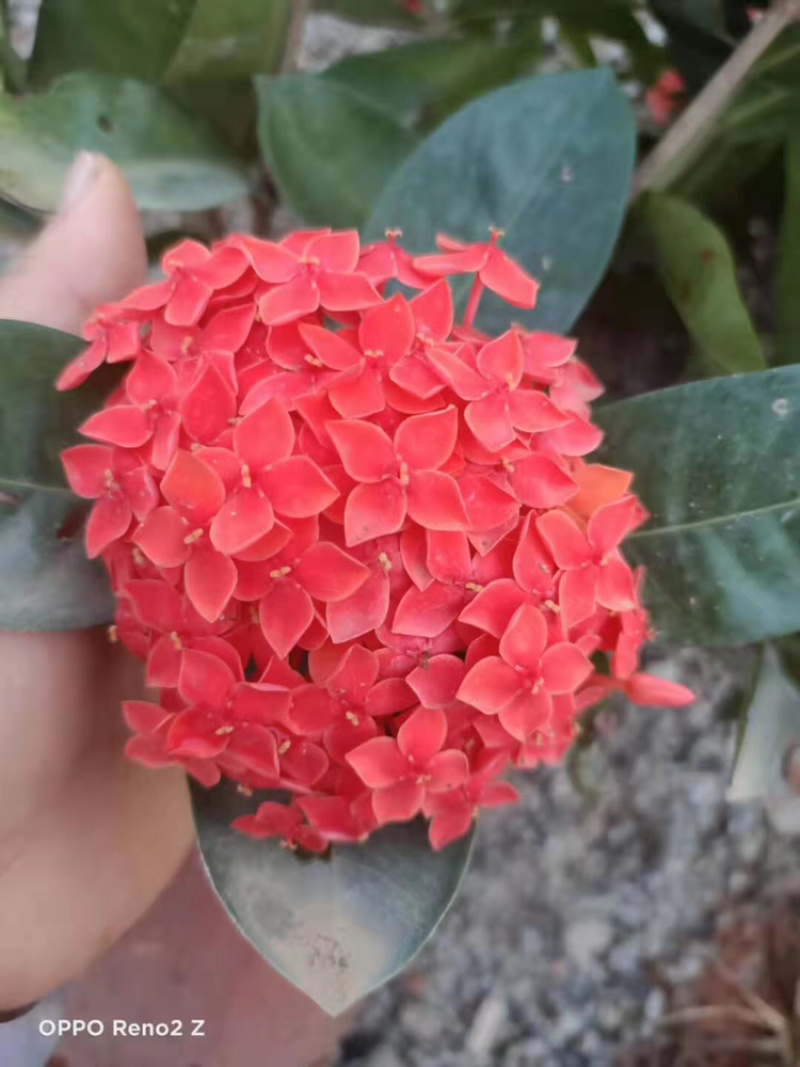 龙船花23-25杯绿化工程苗木花卉种植