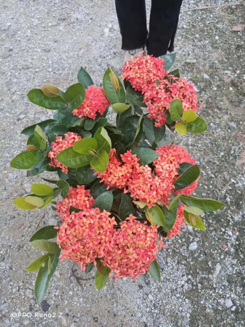 龙船花23-25杯绿化工程苗木花卉种植