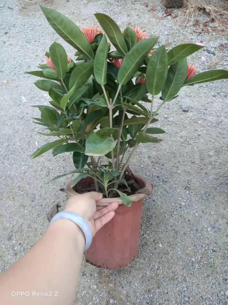 龙船花23-25杯绿化工程苗木花卉种植
