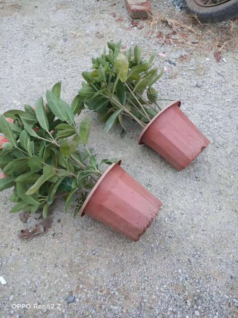 龙船花23-25杯绿化工程苗木花卉种植