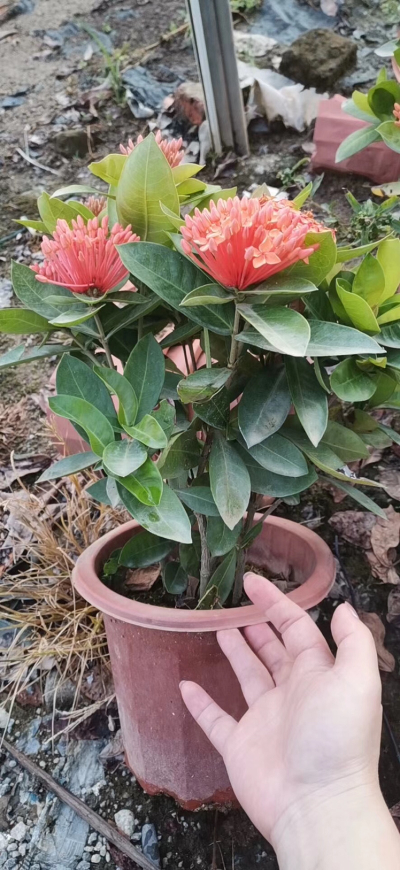 龙船花23-25杯绿化工程苗木花卉种植