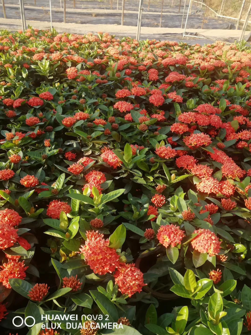 龙船花23-25杯绿化工程苗木花卉种植