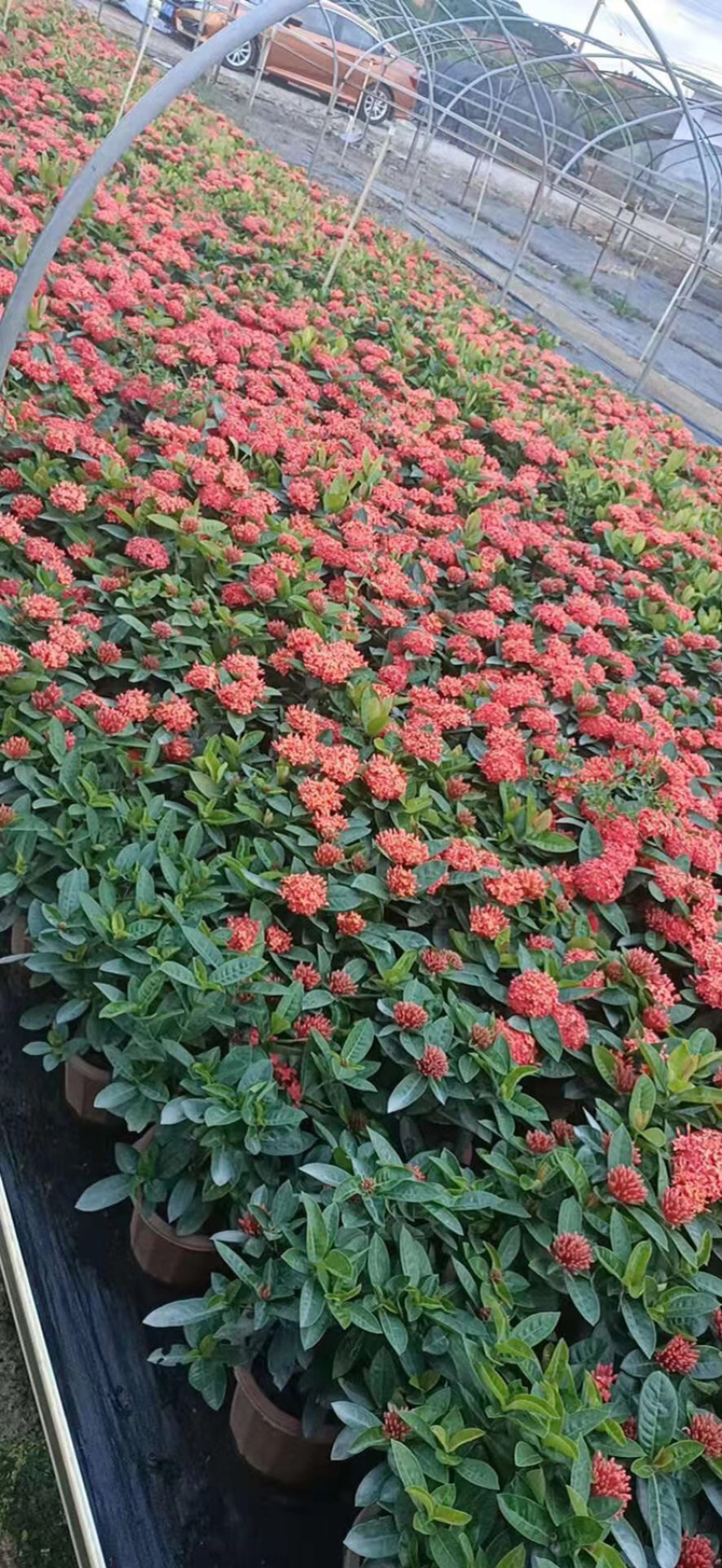 龙船花23-25杯绿化工程苗木花卉种植