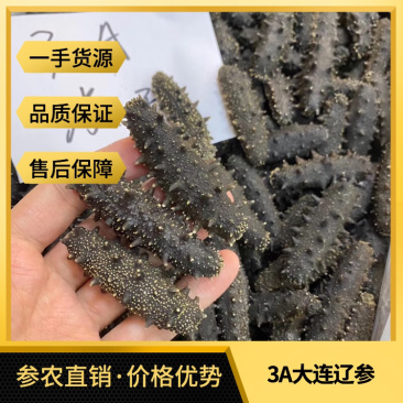源头一手货直销3A大连淡干辽参80到80头批发