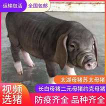 【热销】原种太湖母猪，品种繁多，产地直供全国接单