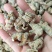 田七云南文山滑头三七(可代磨粉)