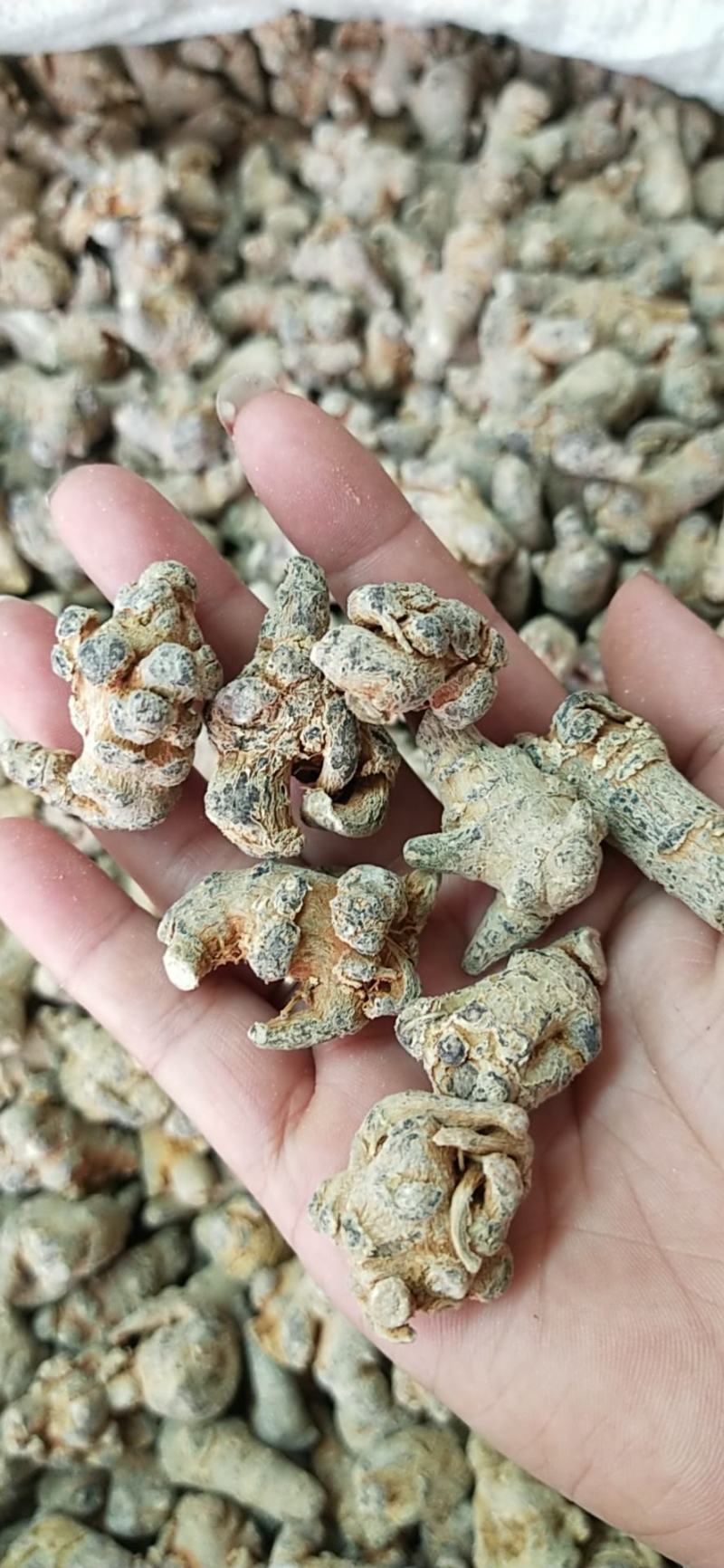 田七云南文山滑头三七(可代磨粉)