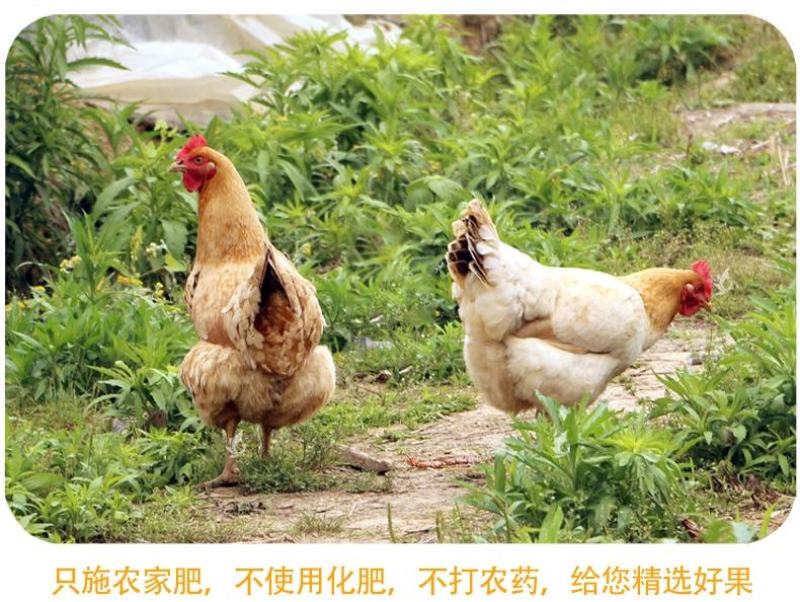 陕西绿心猕猴桃
