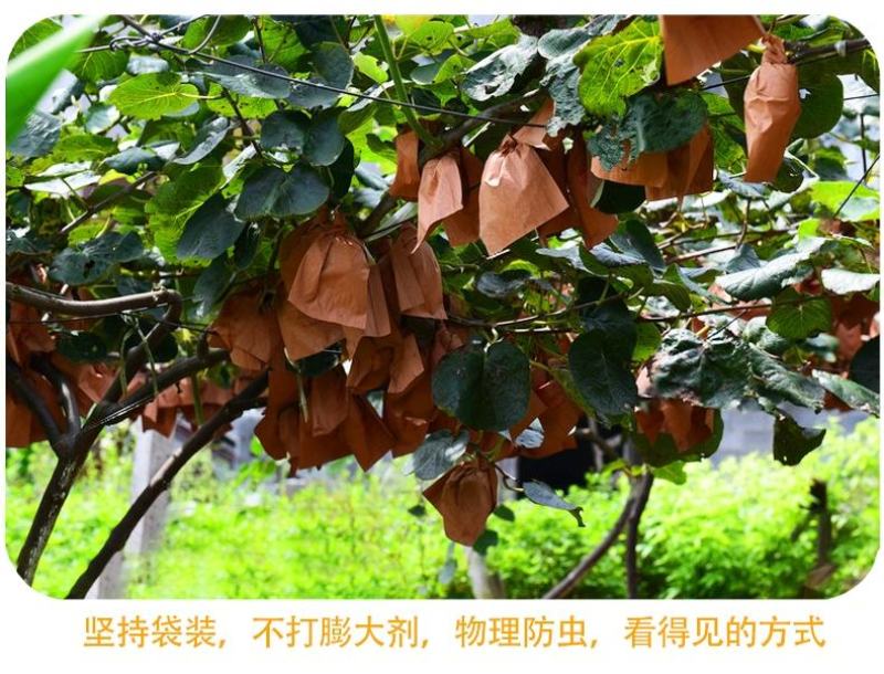 陕西绿心猕猴桃