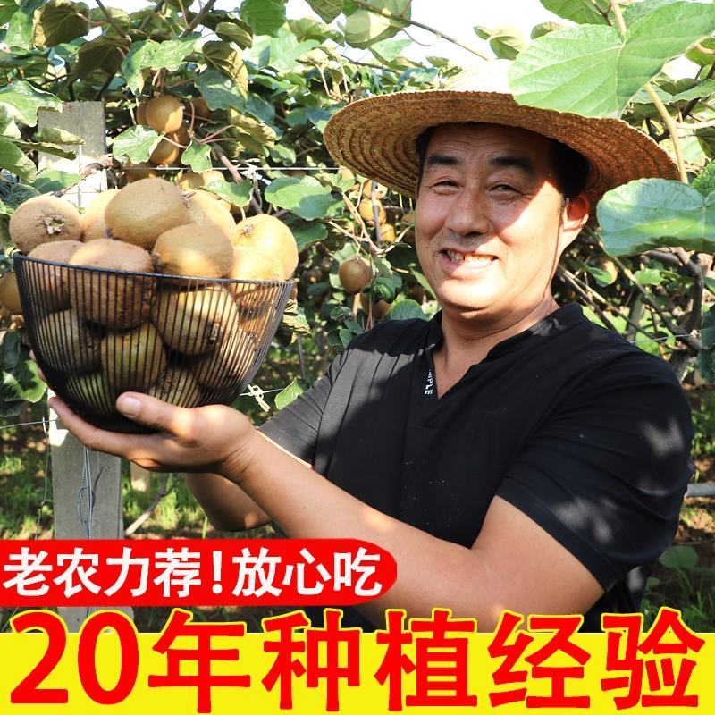 陕西绿心猕猴桃