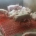 【包疫苗】优良三元仔猪基地直发生长快包成活送货到家