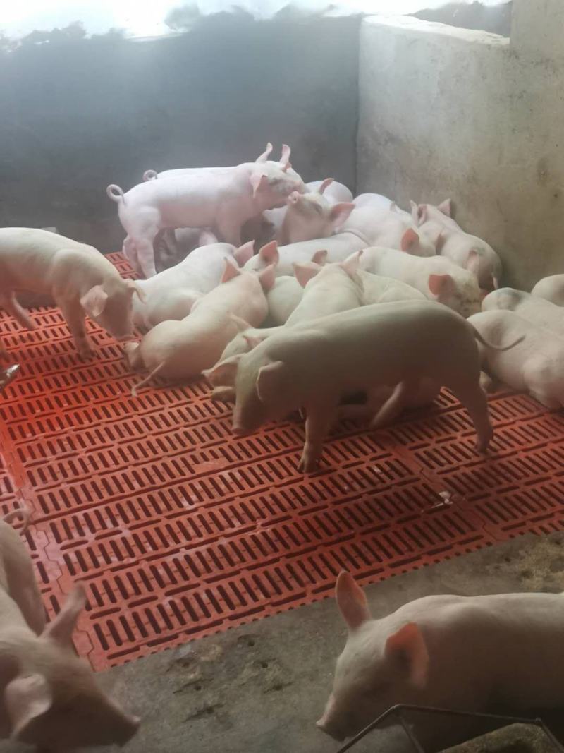 【包疫苗】优良三元仔猪基地直发生长快包成活送货到家