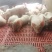 【包疫苗】优良三元仔猪基地直发生长快包成活送货到家