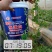 海藻精鱼蛋白促生根壮苗保花保果膨果着色快抗早衰易吸收