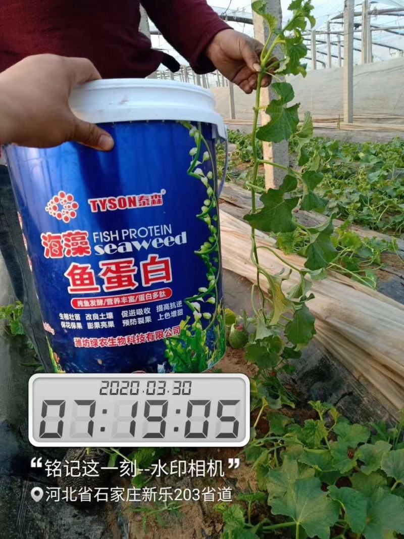 海藻精鱼蛋白促生根壮苗保花保果膨果着色快抗早衰易吸收