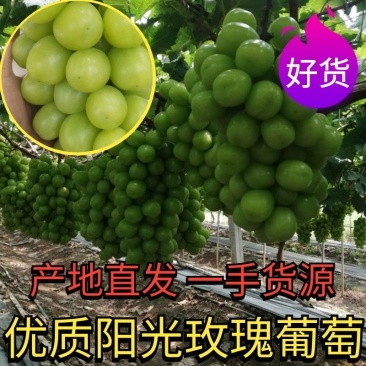 湖南澧县葡萄，澧县阳光玫瑰葡萄，一手货源！！火热预定