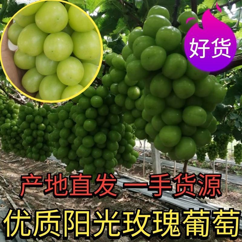 湖南澧县葡萄，澧县阳光玫瑰葡萄，一手货源！！火热预定