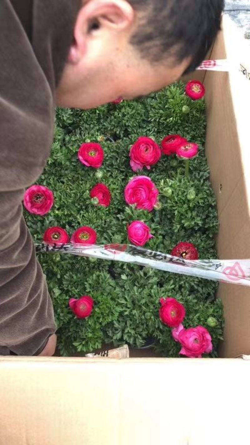 成都花毛茛双色杯杯苗，花毛茛双色花图片，