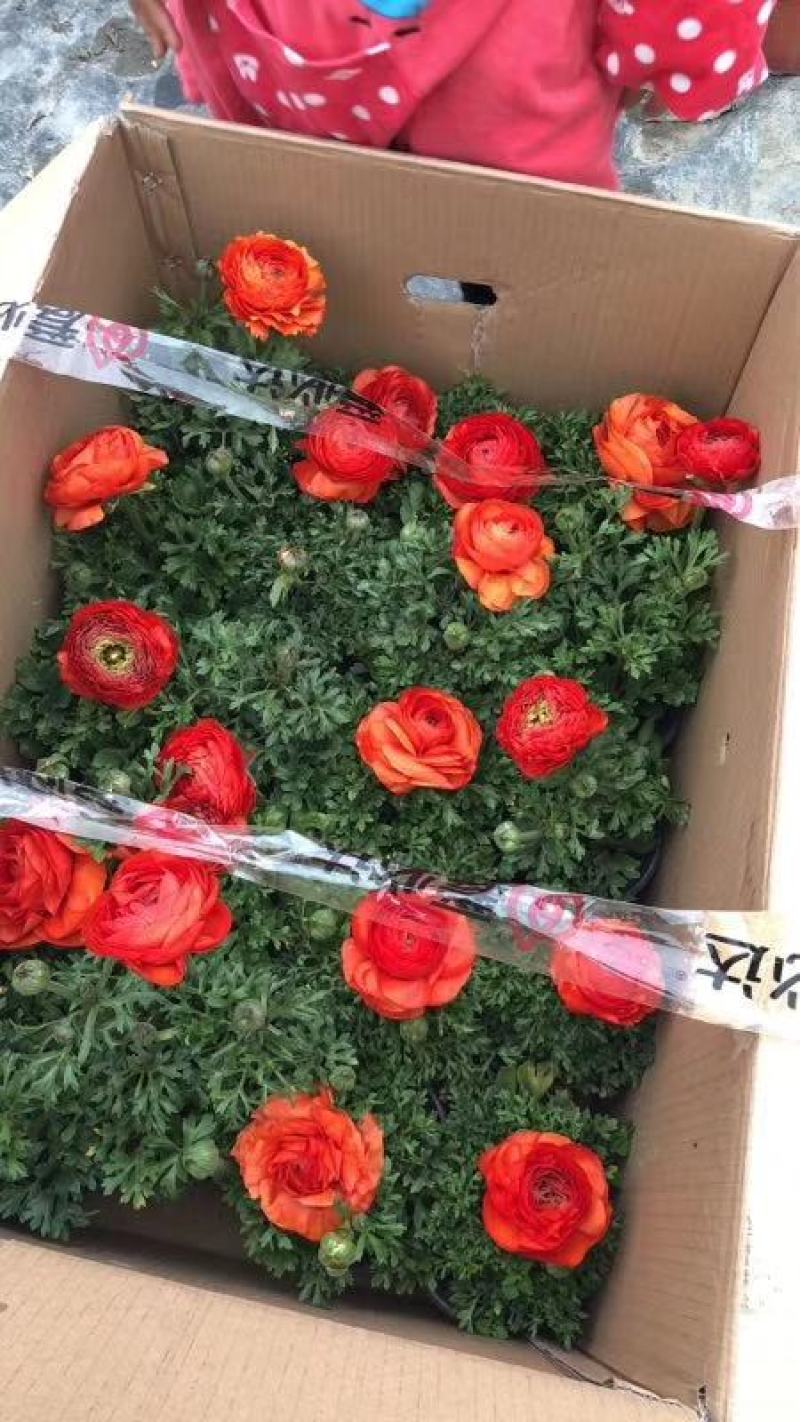 成都花毛茛双色杯杯苗，花毛茛双色花图片，