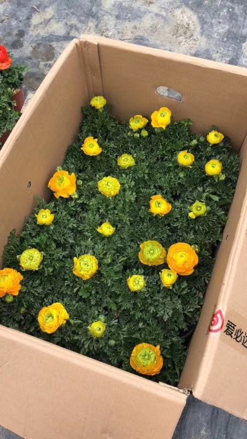 成都花毛茛双色杯杯苗，花毛茛双色花图片，