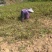 广东本土新鲜红白衣花生