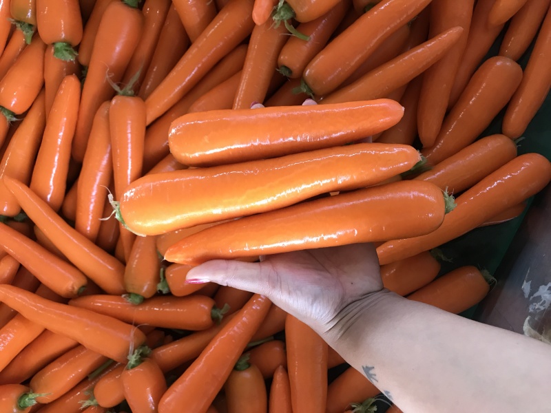 专业批发各种规格胡萝卜