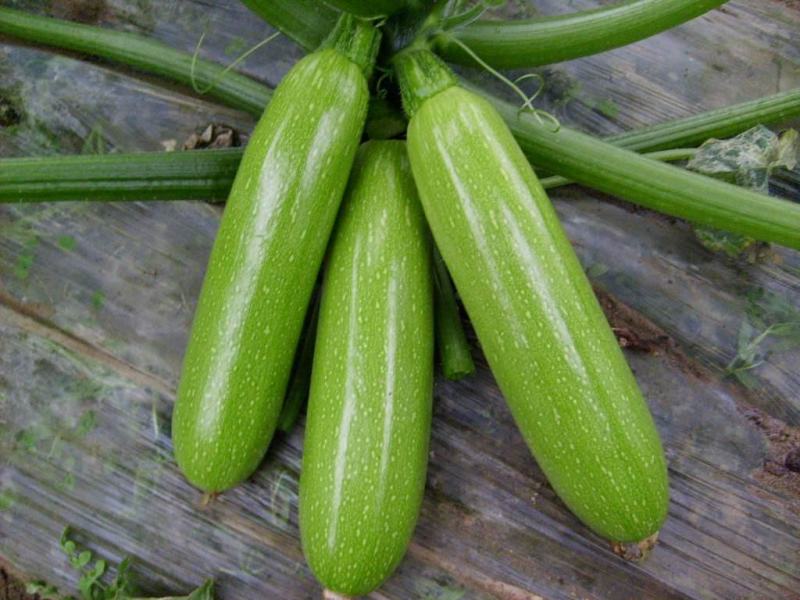 角瓜油葫芦西葫芦保质量
