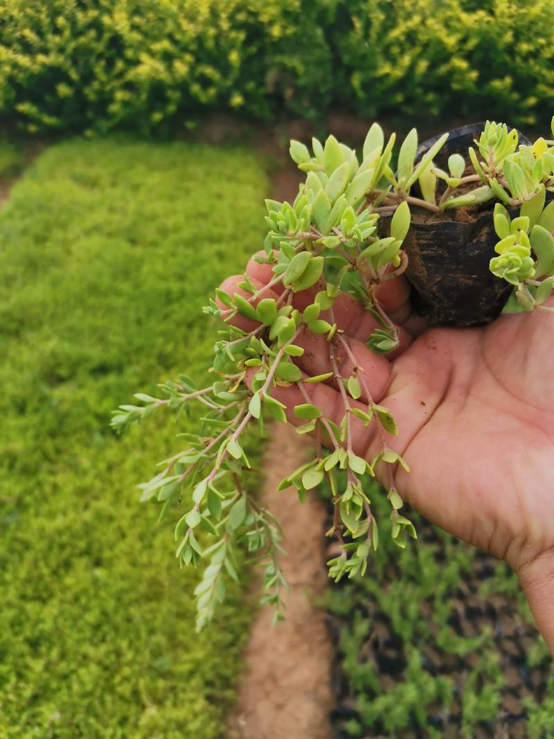 卧茎景天垂盆草卧茎佛甲草量大可优惠产地直发