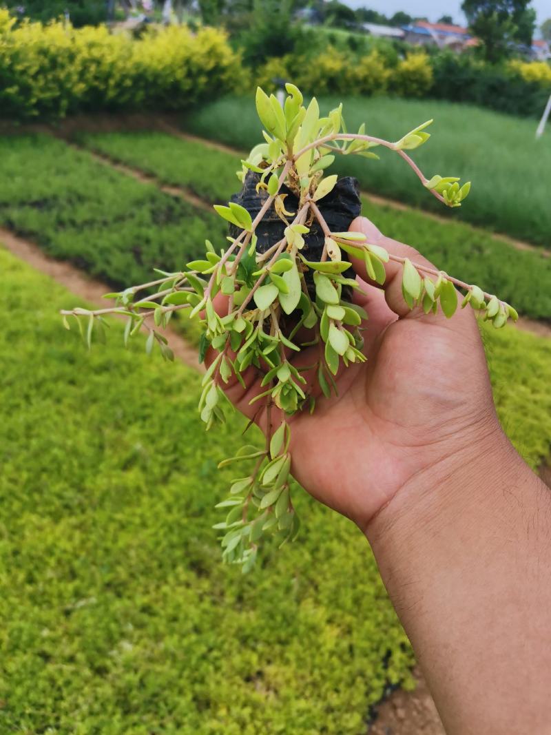 卧茎景天垂盆草卧茎佛甲草量大可优惠产地直发
