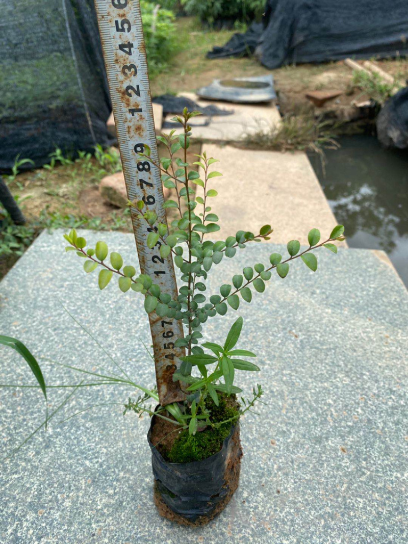 小叶紫檀正品小叶紫檀木树苗盆栽珍贵树苗